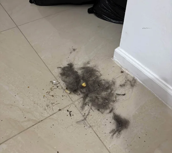 Dust and debris gathered during an interior cleaning project